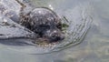 Harbor seal Royalty Free Stock Photo