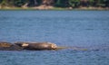 Harbor Seal hauls in the sun along the Damariscotta River, Maine, on a sunny afternoon