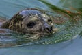 Harbor seal Royalty Free Stock Photo