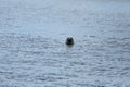 Harbor seal head sticking out of the water