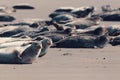 Harbor seal, Helgoland Germany