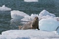 Harbor Seal On Ice Flow