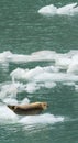 Harbor Seal on Iceflow Royalty Free Stock Photo