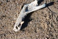 Harbor seal jaw bone sandy beach Cape Cod