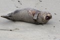 Harbor Seal Laughing Hysterically Royalty Free Stock Photo