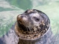 Harbor seal looking out of the water