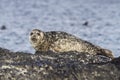 Harbor seal lying on a rock island Bering Royalty Free Stock Photo