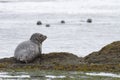 Harbor seal lying on the shore at low tide against the background of floating auricles Royalty Free Stock Photo