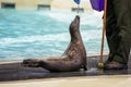 Harbor seal. Mammal and mammals. Water world and fauna. Wildlife and zoology