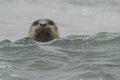 Harbor Seal Peek-a-Boo near Orick Royalty Free Stock Photo