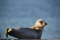 Harbor Seal (Phoca vitulina) Royalty Free Stock Photo