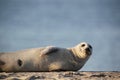 Harbor Seal (Phoca vitulina) Royalty Free Stock Photo