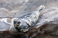 Harbor seal Phoca vitulina Royalty Free Stock Photo