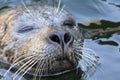 Harbor seal (Phoca vitulina)