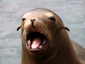 Harbor Seal (Phoca vitulina) Face