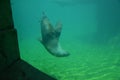 Harbor seal Phoca vitulina in Frankfurt zoo Royalty Free Stock Photo