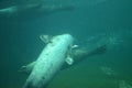 Harbor seal Phoca vitulina in Frankfurt zoo Royalty Free Stock Photo