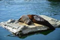 Harbor seal Phoca vitulina in Frankfurt zoo