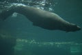 Harbor seal Phoca vitulina in Frankfurt zoo Royalty Free Stock Photo
