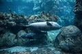 Harbor seal, phoca vitulina