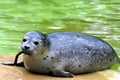 Harbor seal Phoca vitulina Royalty Free Stock Photo