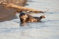 Sleepy seal on Stikine