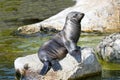 Harbor seal (Phoca vitulina) Royalty Free Stock Photo