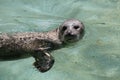 Harbor seal Phoca vitulina