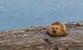 Harbor Seal hauls in the sun along the Damariscotta River, Maine, on a sunny afternoon Royalty Free Stock Photo