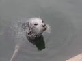 Harbor seal