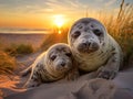 Harbor Seal Pups Royalty Free Stock Photo