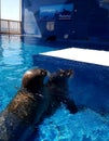 Harbor seal ready for a treat