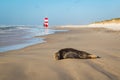 Harbor seal resting on beach, with people walking in the background Royalty Free Stock Photo