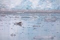 Harbor seal resting in front of a glacier, Alaska Royalty Free Stock Photo