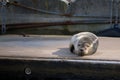 A harbor seal rests peacefully on a weathered dock under soft sunlight. Royalty Free Stock Photo