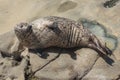 Harbor Seal