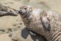 Harbor Seal