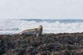 Harbor seal sitting on rocks at low tide, Fitzgerald Marine Reserve, Moss Beach, California