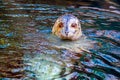 Harbor Seal