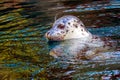 Harbor Seal