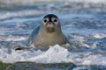 Harbor seal in the surf