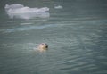 Harbor seal swims in John Hopkins Harbor Royalty Free Stock Photo