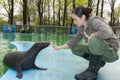 Harbor seal training