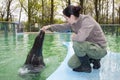 Harbor seal training