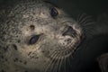 Harbor seal waiting for fish in the ocean in Canada Royalty Free Stock Photo