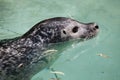 Harbor seal (Phoca vitulina) Royalty Free Stock Photo