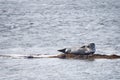 Harbor Seal in Ytri Tunga, Iceland