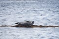 Harbor Seal in Ytri Tunga, Iceland