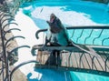 Harbor Seal at ZOO Royalty Free Stock Photo