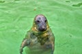 Harbor seal Royalty Free Stock Photo